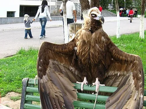 Toshkent hayvonot bog‘i